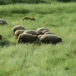 Villany Outback *